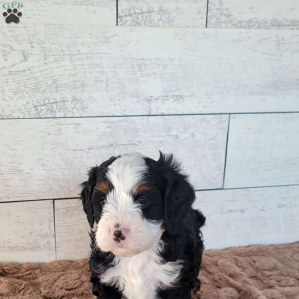 Tucker, Mini Bernedoodle Puppy