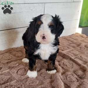 Tucker, Mini Bernedoodle Puppy