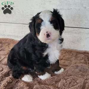 Tucker, Mini Bernedoodle Puppy