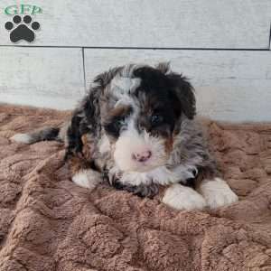 Avery, Mini Bernedoodle Puppy