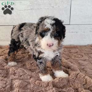 Avery, Mini Bernedoodle Puppy