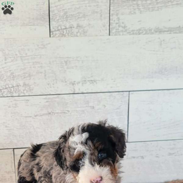 Avery, Mini Bernedoodle Puppy