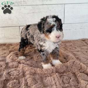 Avery, Mini Bernedoodle Puppy