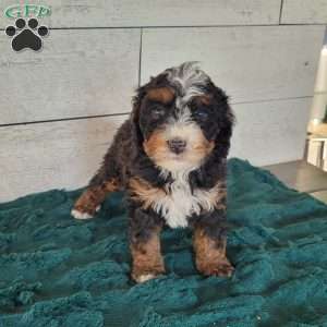 Nala, Mini Bernedoodle Puppy