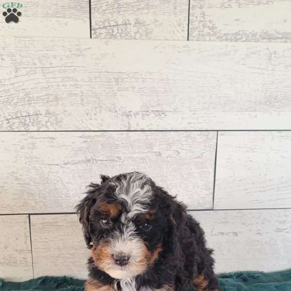 Nala, Mini Bernedoodle Puppy