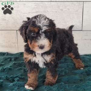 Nala, Mini Bernedoodle Puppy