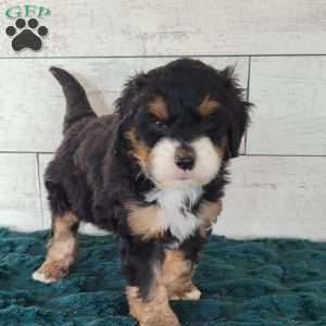 Hunter, Mini Bernedoodle Puppy