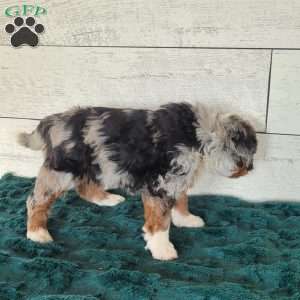 Rosie, Mini Bernedoodle Puppy