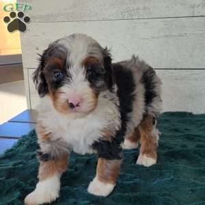 Rosie, Mini Bernedoodle Puppy