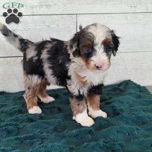 Rosie, Mini Bernedoodle Puppy