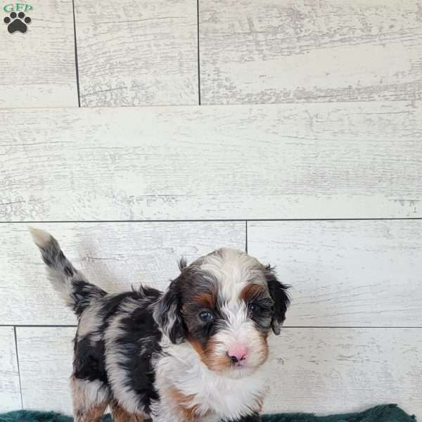 Rosie, Mini Bernedoodle Puppy