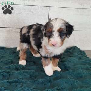 Rosie, Mini Bernedoodle Puppy
