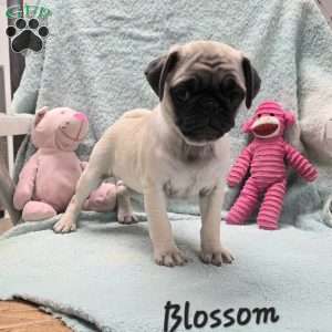 Blossom, Pug Puppy