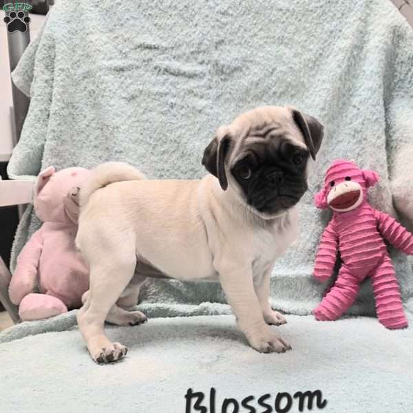 Blossom, Pug Puppy