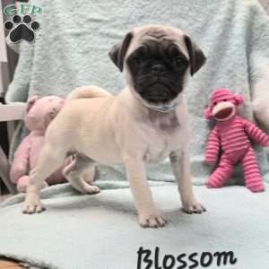 Blossom, Pug Puppy