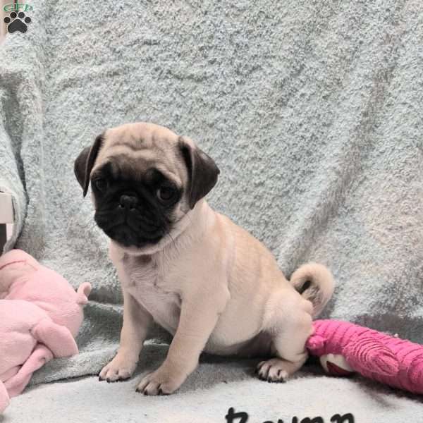 Brynn, Pug Puppy
