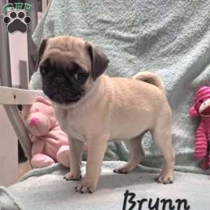 Brynn, Pug Puppy