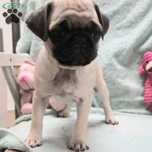 Brynn, Pug Puppy