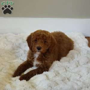 Red F1B, Mini Goldendoodle Puppy