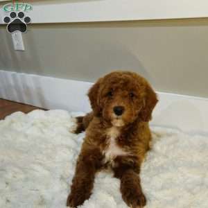 Red F1B, Mini Goldendoodle Puppy