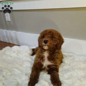 Red F1B, Mini Goldendoodle Puppy
