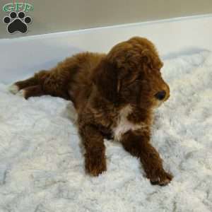 Red F1B, Mini Goldendoodle Puppy