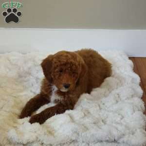 Red F1B, Mini Goldendoodle Puppy