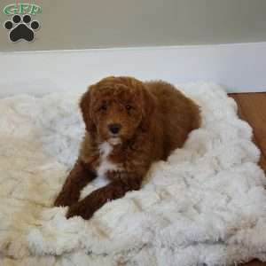 Red F1B, Mini Goldendoodle Puppy