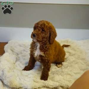Red F1B, Mini Goldendoodle Puppy