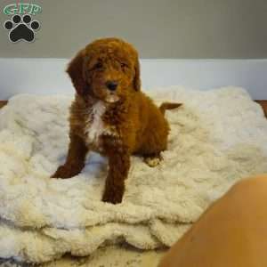 Red F1B, Mini Goldendoodle Puppy