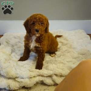 Red F1B, Mini Goldendoodle Puppy