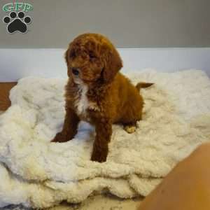 Red F1B, Mini Goldendoodle Puppy