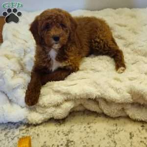Red F1B, Mini Goldendoodle Puppy