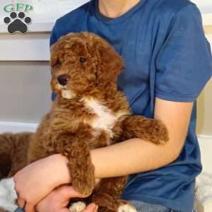 Red F1B, Mini Goldendoodle Puppy