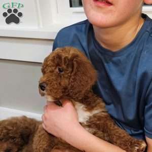 Red F1B, Mini Goldendoodle Puppy