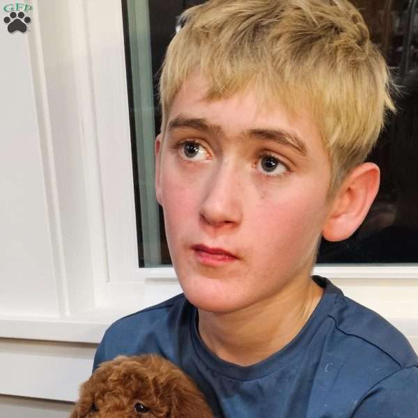 Red F1B, Mini Goldendoodle Puppy