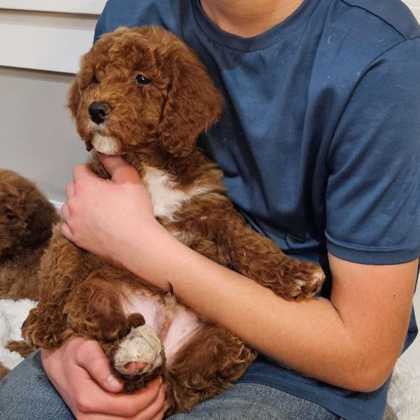 Red F1B, Mini Goldendoodle Puppy