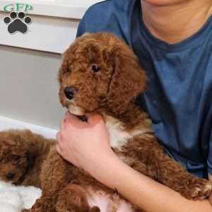 Red F1B, Mini Goldendoodle Puppy