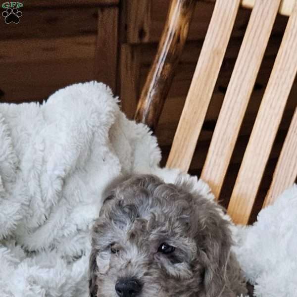 Pepples F1B, Mini Aussiedoodle Puppy