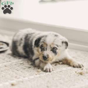 Lola, Australian Shepherd Puppy
