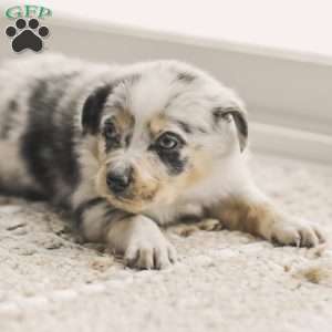 Lola, Australian Shepherd Puppy