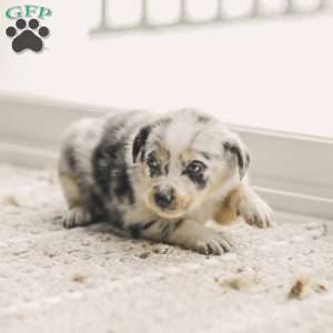 Lola, Australian Shepherd Puppy