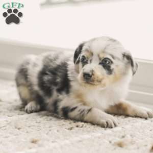 Lola, Australian Shepherd Puppy