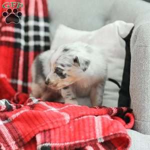 Lola, Australian Shepherd Puppy