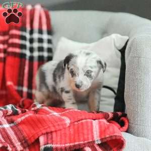 Lola, Australian Shepherd Puppy