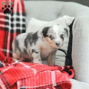Lola, Australian Shepherd Puppy