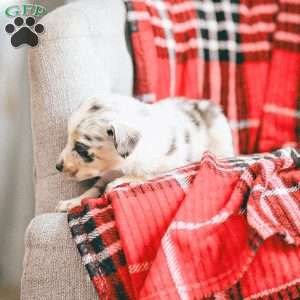 Lola, Australian Shepherd Puppy