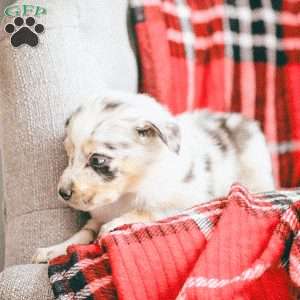 Lola, Australian Shepherd Puppy