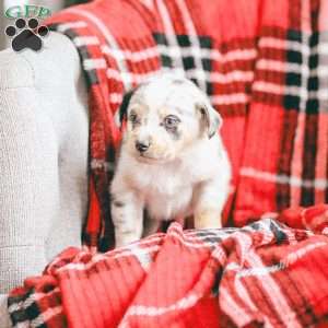 Lola, Australian Shepherd Puppy