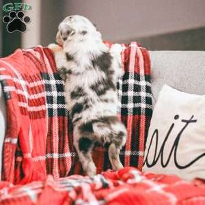 Lola, Australian Shepherd Puppy